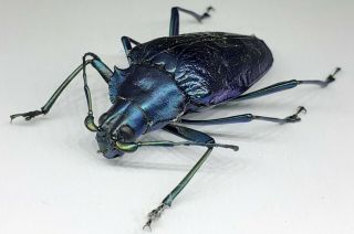 Cerambycidae/prioninae / Charmallaspis Pulcherrima 30 Mm From Peru