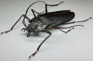 Cerambycidae/prioninae/ Ctenoscelis Ater Male 75 Mm From Peru