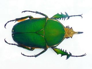 Mecynorrhina Torquata Male Huge 75mm,  Cetonidae Cameroon