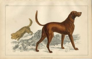 1855 Skye Terrier Dog & Blood Hound Dog Antique Hand/coloured Print Goldsmith