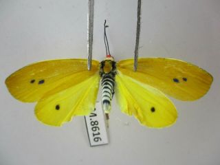 M8612.  Unmounted Butterflies: Zygaenidae Sp.  South Vietnam.