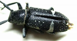 I004 Pa : Cerambycidae Species? 11.  5mm