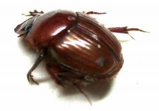 H028 Pa : Onthophagus Species? 7.  5mm