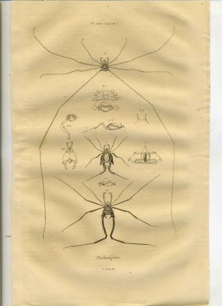 1838 Guerin Engraving Print Plate Natural History Arachnid Phalangien Spiders