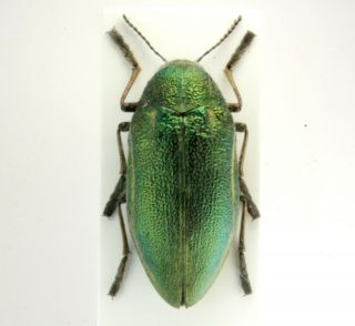 Coleoptera Beetles Buprestidae Julodis Armeniaca Cypria