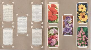 Orig 1930s Set 50 X Wills’s Garden Flowers Cigarette Cards In Album,  Tobacciana