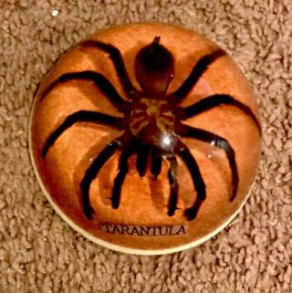 Real Tarantula Spider Taxidermy Lucite Acrylic Epoxy Dome Souvenir Paperweight