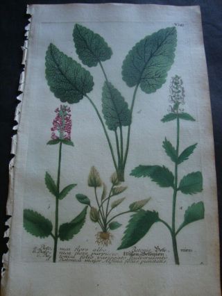 Weinmann Mezzotint Botanical Folio Print 1740: Betonica Flore Albo.  243