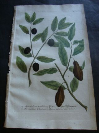 Weinmann Mezzotint Botanical Folio Print 1740: Myrobalani Emblicae.  741