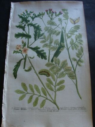 Weinmann Mezzotint Botanical Folio Print 1740: Senna Spuria Occidentalis.  915