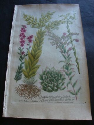 Weinmann Mezzotint Botanical Folio Print 1740: Sedum Majis Vulgare.  913