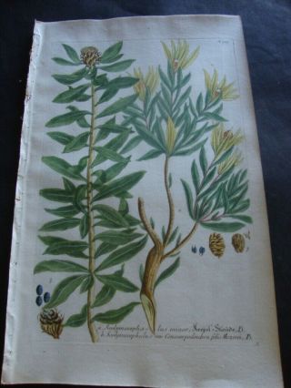 Weinmann Mezzotint Botanical Folio Print 1740: Scolymocephalus Minor.  903