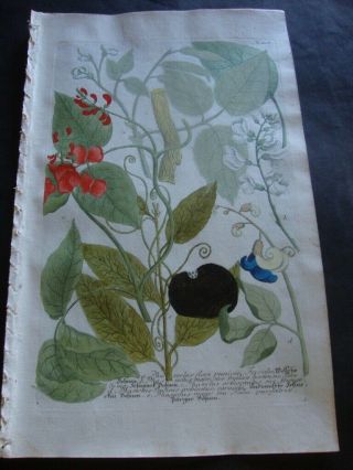 Weinmann Mezzotint Botanical Folio Print 1740: Phaseolus Flore Puniceo.  808