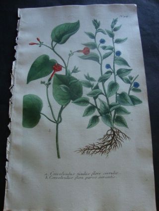 Weinmann Mezzotint Botanical Folio Print 1740: Convolvulus Siculus Flore.  418