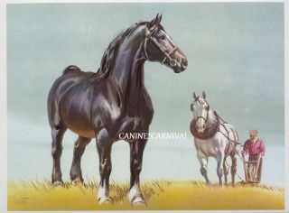 Percheron Gorgeous Black Horse Draft Horse Art Print By Sam Savitt