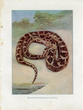 C1900 African Rock Python Antique Lithograph Print W.  Marshall
