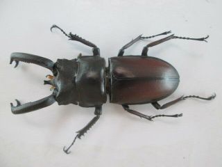14773.  Unmounted Insects:lucanidae,  Weinreichius Perroti.  From South Vietnam.  69mm