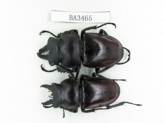 Beetle.  Neolucanus Sp.  China,  Guizhou,  Mt.  Leigongshan.  2m.  Ba3465.