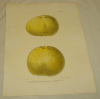 1851 Apple Of York Color Print/white Vandevere; Hawley