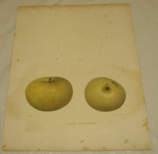 1851 Apple Of York Color Print/early Harvest