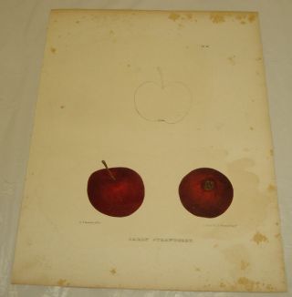1851 Apple Of York Color Print/early Strawberry (apple)
