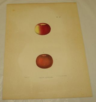 1851 Apple Of York Color Print/lady