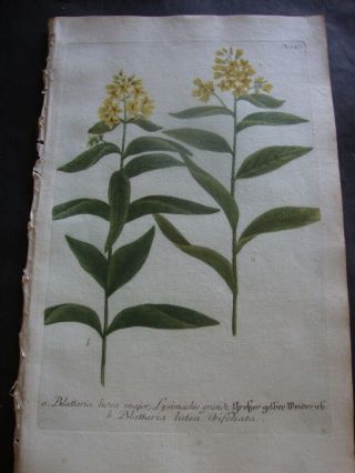 Weinmann Mezzotint Botanical Folio Print 1740: Blattaria Lutea Major.  247