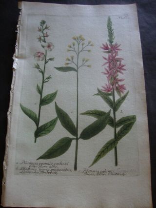 Weinmann Mezzotint Botanical Folio Print 1740: Blattaria Perennis Verbassi.  246