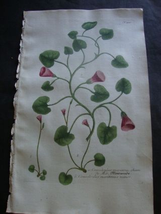 J.  Weinmann Mezzotint Botanical Folio Print 1740: Convolvulus 420