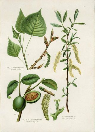 C1900 Medicinal Plants Walnut Black Poplar Purple Willow Lithograph Print Losch