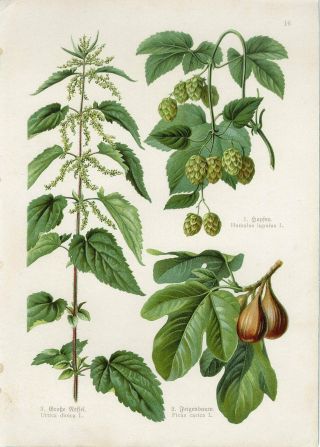 C1900 Medicinal Plants Common Fig Hop Nettle Antiquelithograph Print F.  Losch