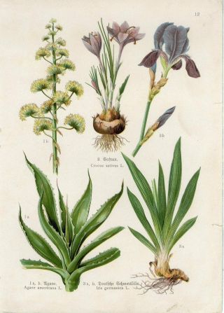 C1900 Medicinal Plants Aloe Saffron Bearder Iris Antiquelithograph Print F.  Losch