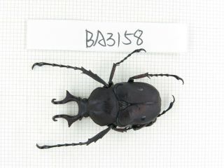 Beetle.  Rutelidae Sp.  China,  Yunnan,  S Dali.  1pcs.  Ba3158.