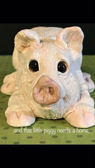 Little Piggy Needs A Home