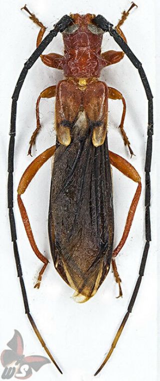 Botegia Rubra,  Rare From Namibia,  Unmounted Beetle