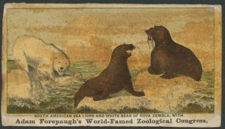 1870’s Adam Forepaugh’s Circus Trade Card - Polar Bear,  Sea Lions,  Famous Acts