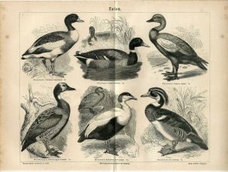1876 Wild Duck Birds Antique Engraving Print