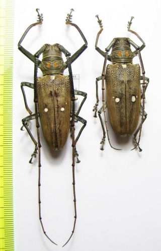 Cerambycidae,  Batocera Thomsoni,  Pair,  Indonesia,  Sumatra