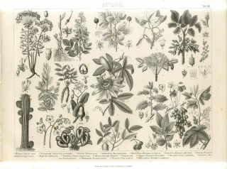 1876 Cactus Wine Grape Wood Sorrel Passiflora Cashew Antique Engraving Print
