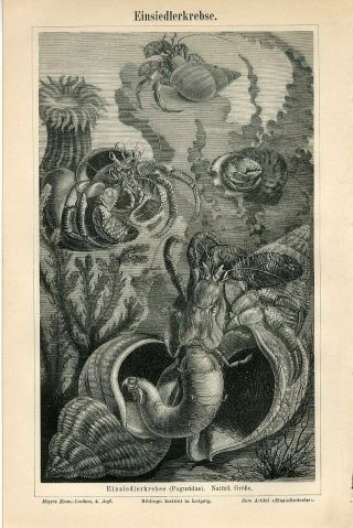 1887 Marine Hermit Crab Shells Sea Anemone Antique Engraving Print