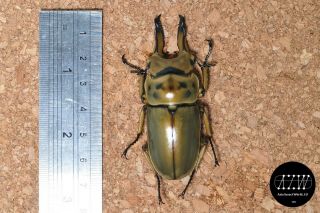 Lucanidae:allotopus Moellenkampi Babai 65mm Large Size From Southern Myanmar