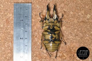 Lucanidae:Allotopus moellenkampi babai 65mm LARGE size from Southern Myanmar 2