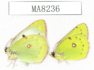 Butterfly.  Colias Sp.  China,  W Yunnan,  N Mt.  Yunling.  1p.  Ma8236.