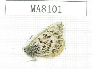 Butterfly.  Satyridae Sp.  China,  W Gansu,  S Of Jiayushan.  1f.  Ma8101.