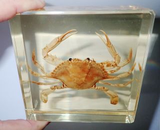 Red - Spotted Swimming Crab Specimen In 97x97 Mm Amber Clear Square Block