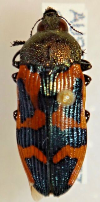 Rare Castiarina Undulata Australia 023 Jewel Beetle Insect Buprestid Calodema