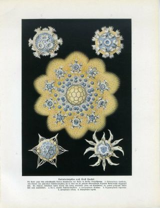 C1900 Ernst Haeckel Radiolaria Antique Litho Print W.  Bolsche