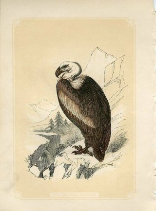 1853 The Griffon Vulture Bird Antique Coloured Engraving Print W.  Bicknell