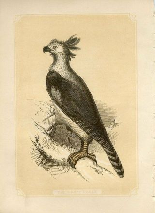 1853 The Harpy Eagle Birds Antique Coloured Engraving Print W.  Bicknell