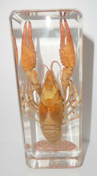 Red Lobster Freshwater Crayfish Procambarus clarkia Education Real Specimen 2